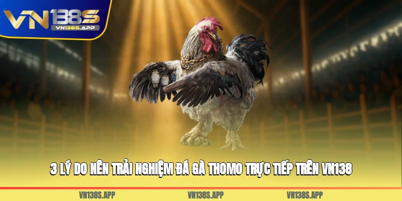 3 lý do nên trải nghiệm đá gà Thomo trực tiếp trên VN138