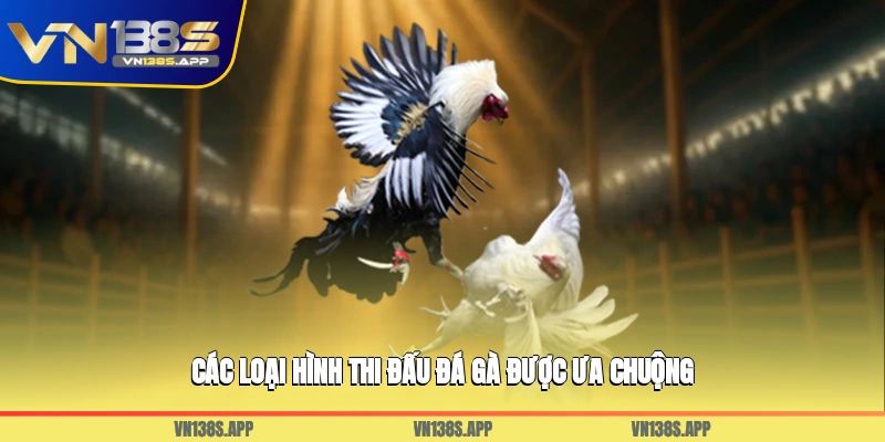 Các loại hình thi đấu đá gà được ưa chuộng