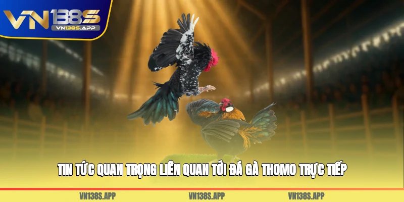 Tin tức quan trọng liên quan tới đá gà Thomo trực tiếp